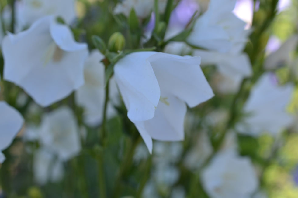 Thumbnail: Purple and White Campanula Mix