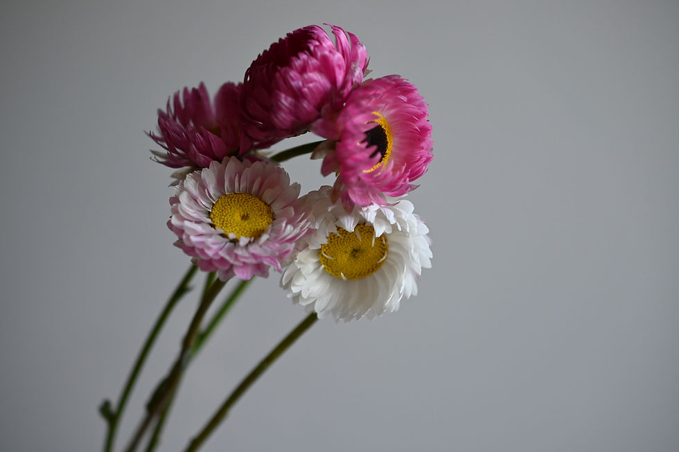 Thumbnail: Acroclinium (Paper Daisy) Mix
