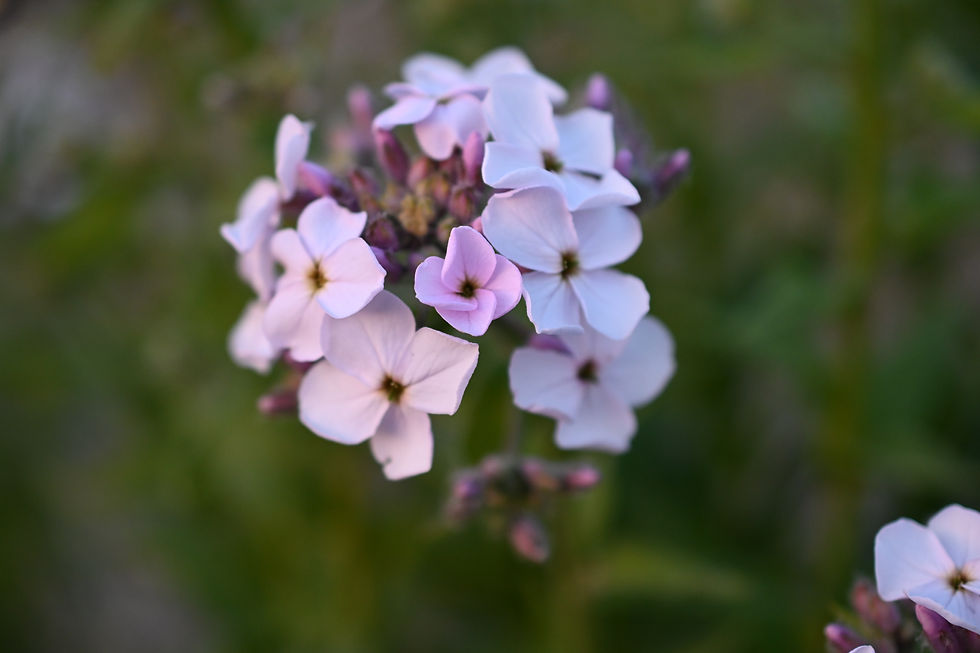 Thumbnail: Soft Lavender/White Sweet Rocket