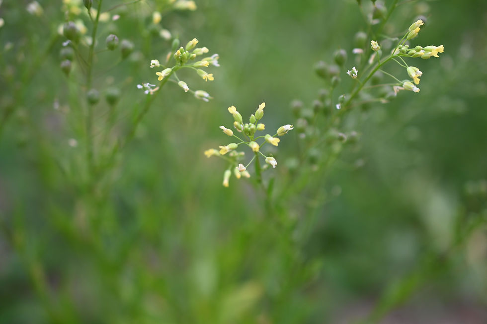 Thumbnail: Camelina