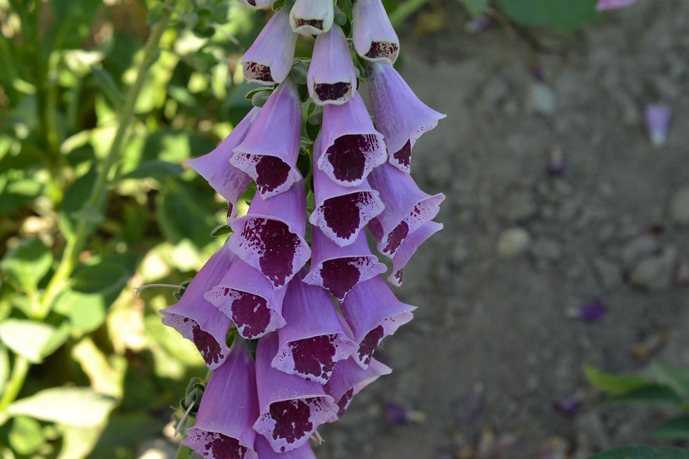 Thumbnail: Sugar Plum Foxglove
