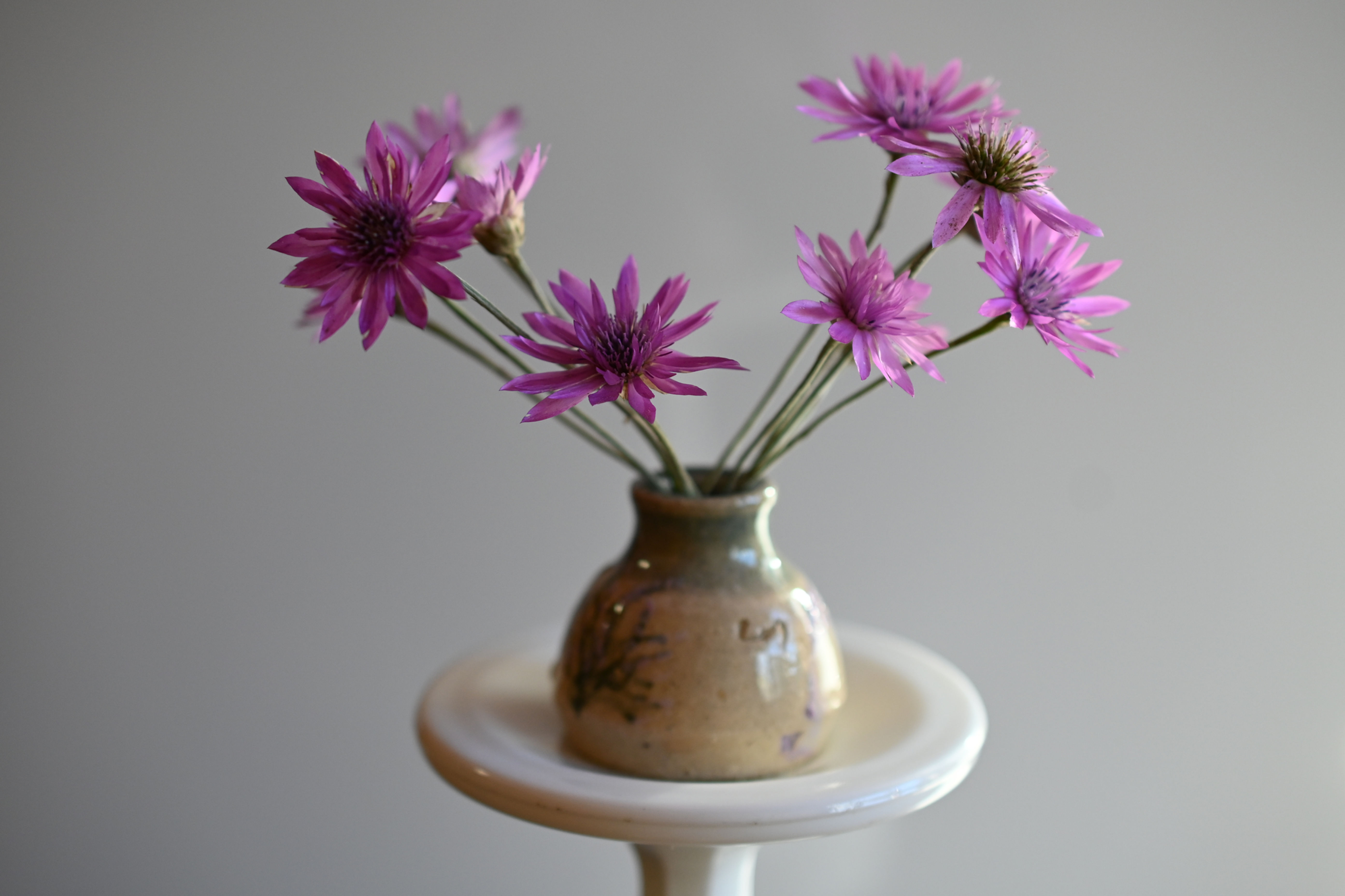 Xeranthemum Mauve (and White)