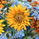 Thumbnail: The Secret Garden Rudbeckia Mix