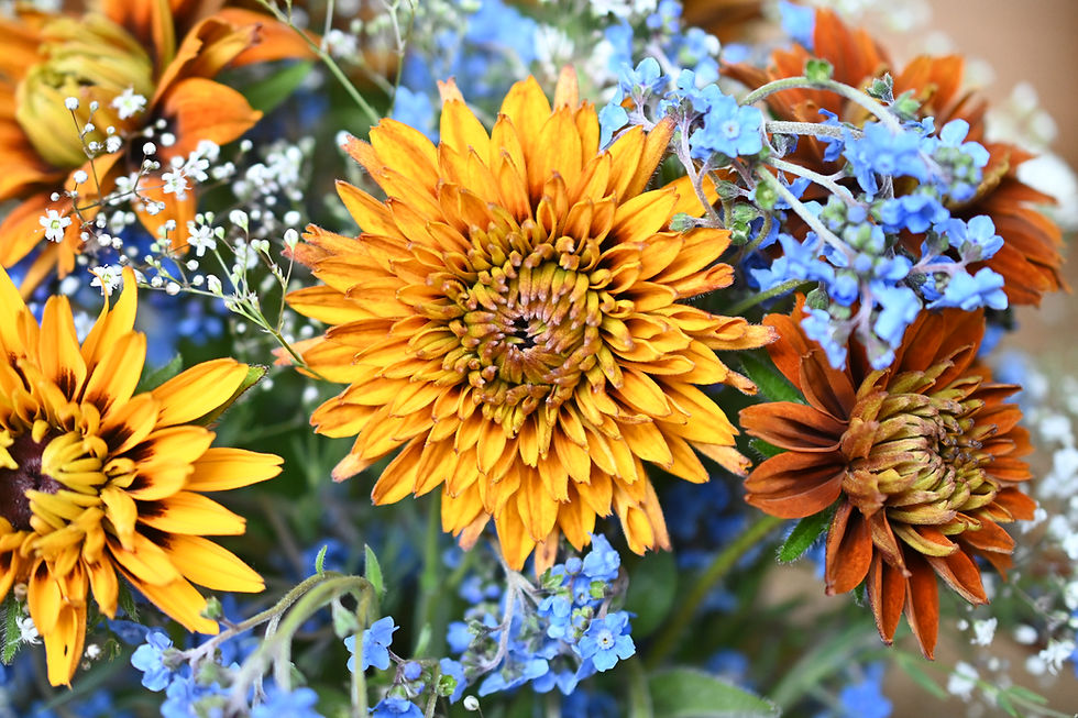 Thumbnail: The Secret Garden Rudbeckia Mix