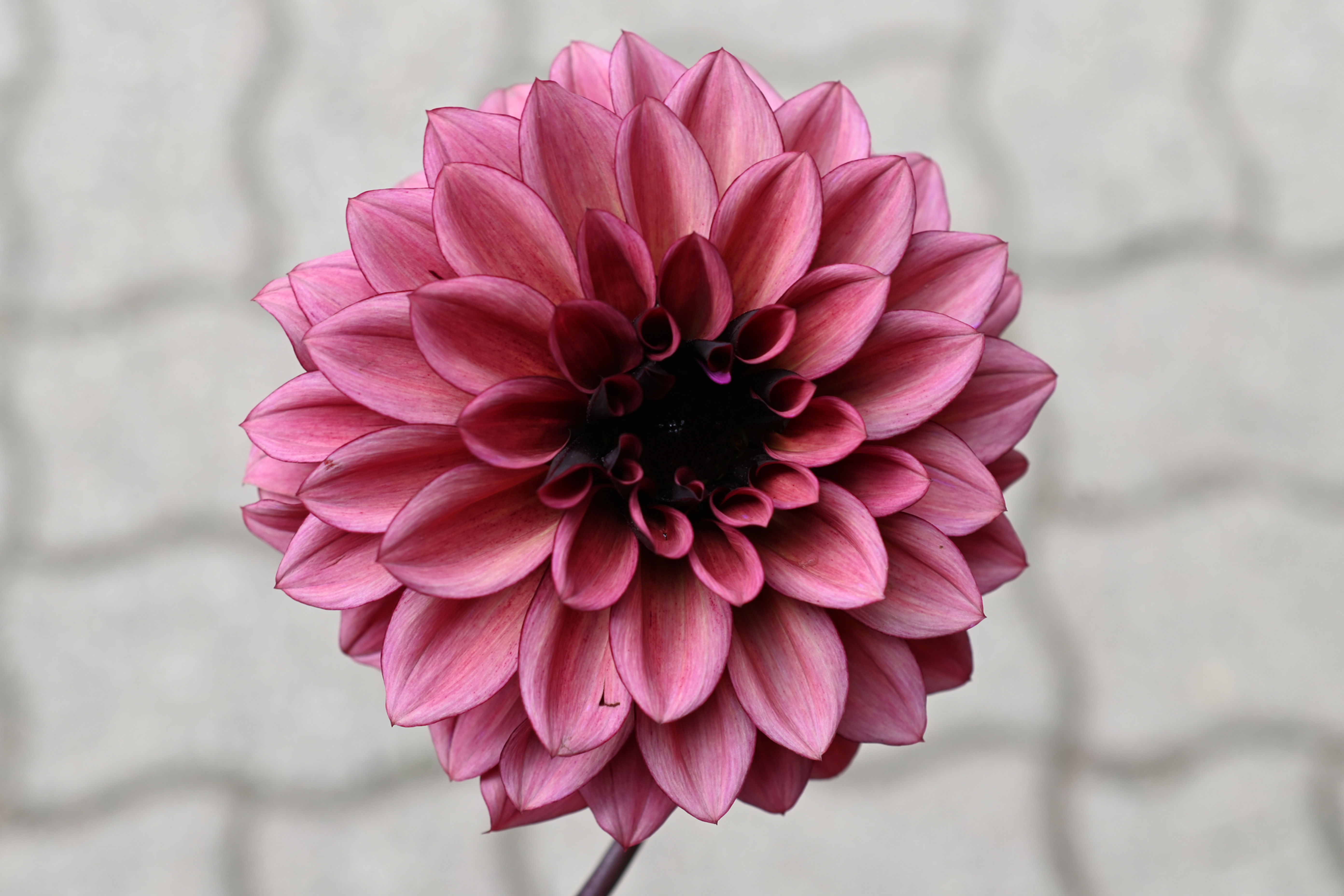 Night Silence Dahlia Tuber