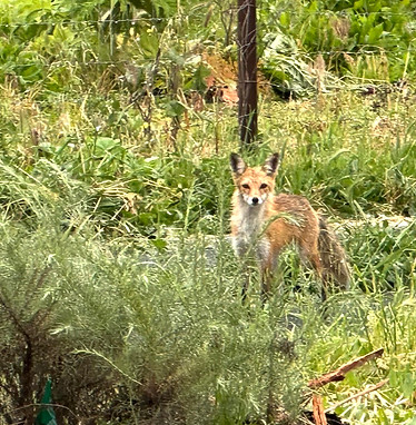 IMG_5706.jpeg