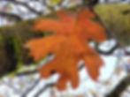 Black oak autumn