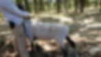 Hampshire ewe