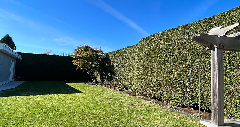This hedge turned out perfect for this ladner client