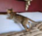 F2 Suvi - Female - $8,000
