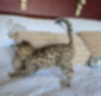 F2 Zephyr - Male - $8,500