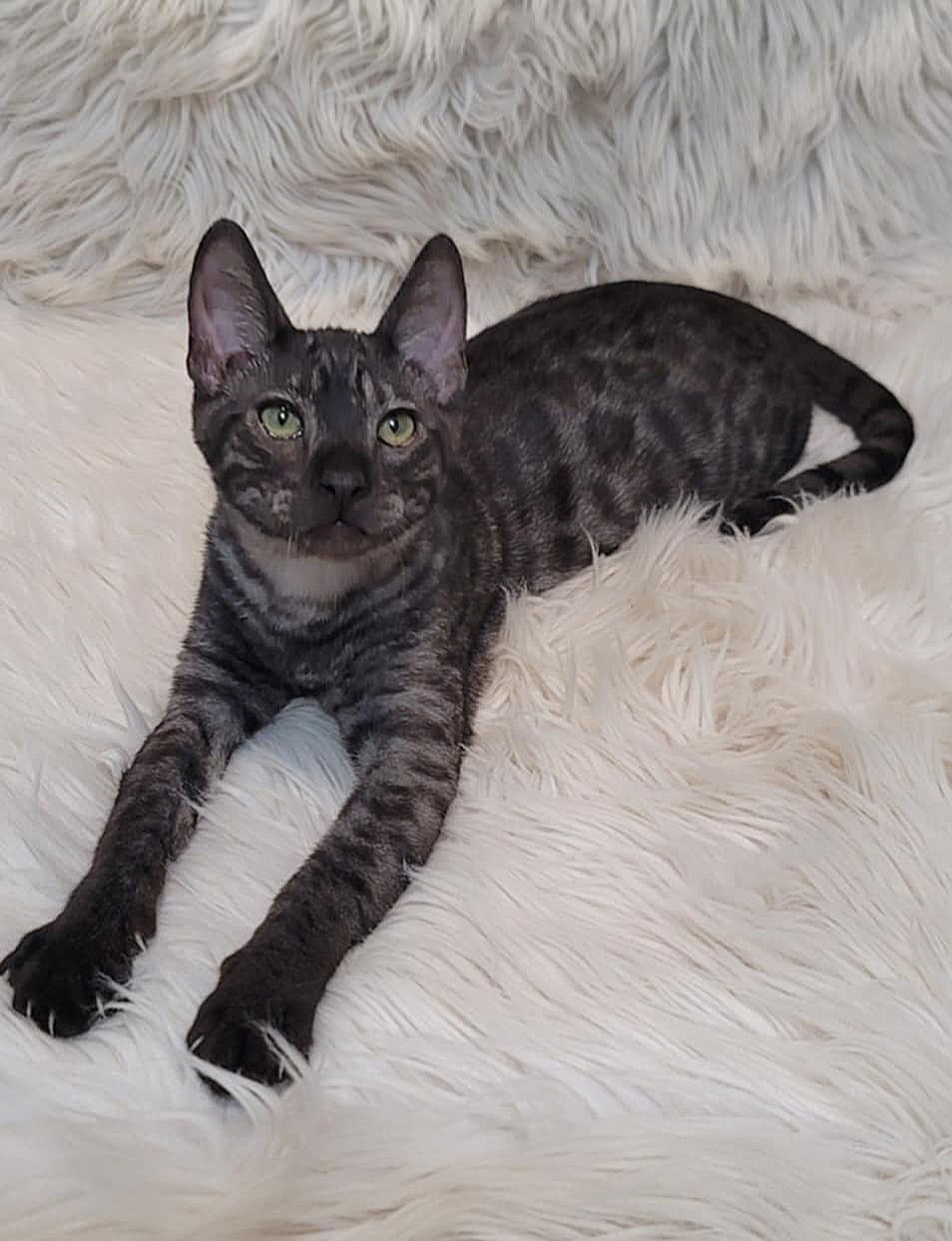 SBT Zeus $2,000 AVAILABLE