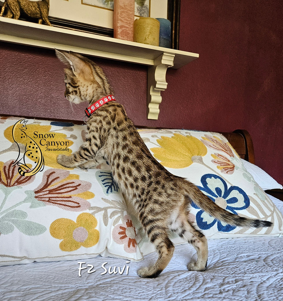 Suvi - Female - $7,500