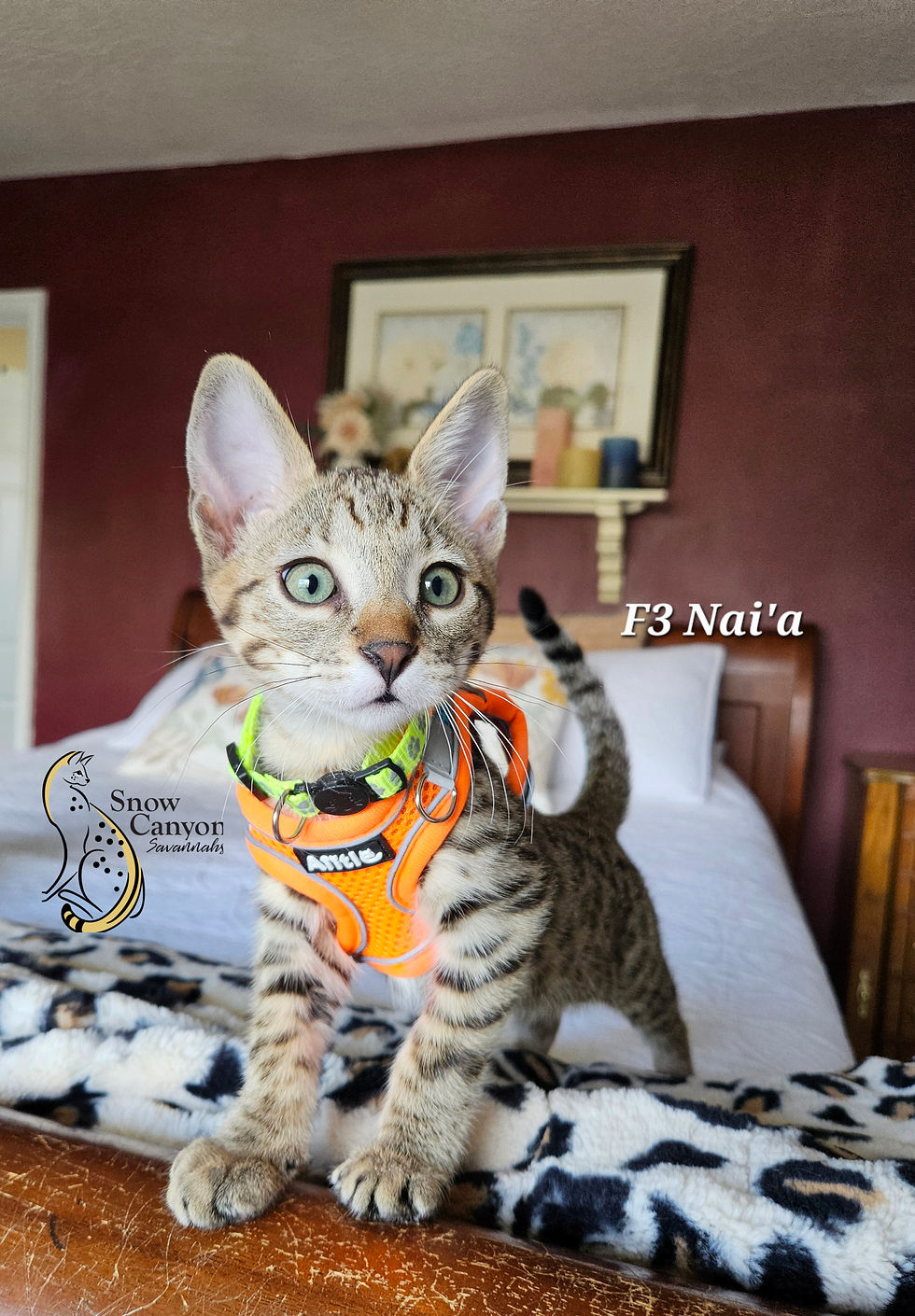 F3 Nai'a $6,000 SOLD
