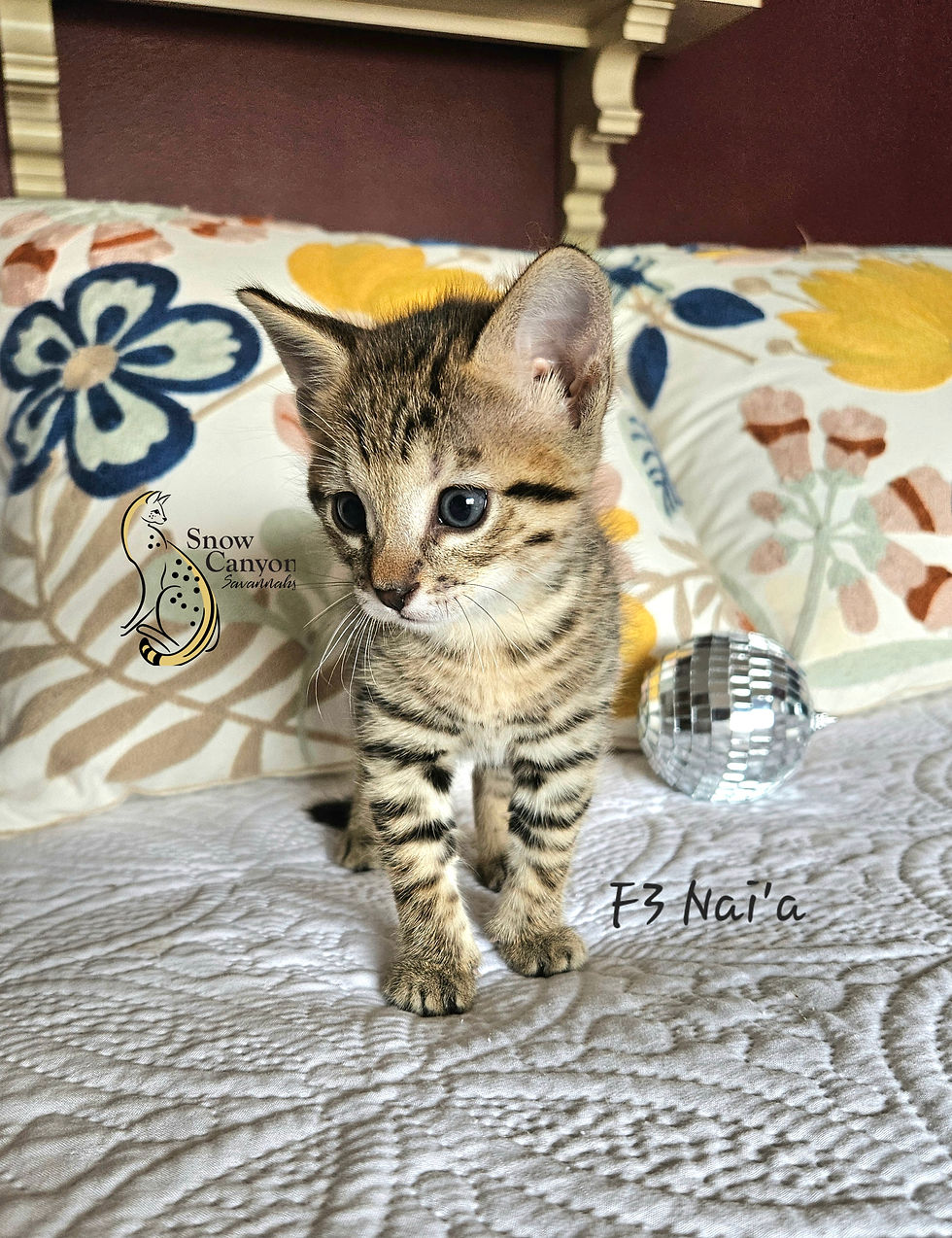 F3 Nai'a $6,000 Available