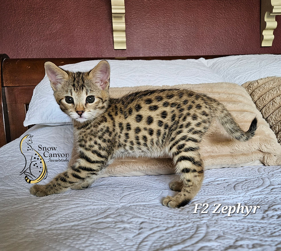 F2 Zephyr - Male - $8,500
