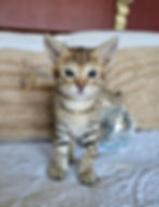 F2 Suvi - Female - $8,000