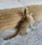 F2 Suvi - Female - $8,000