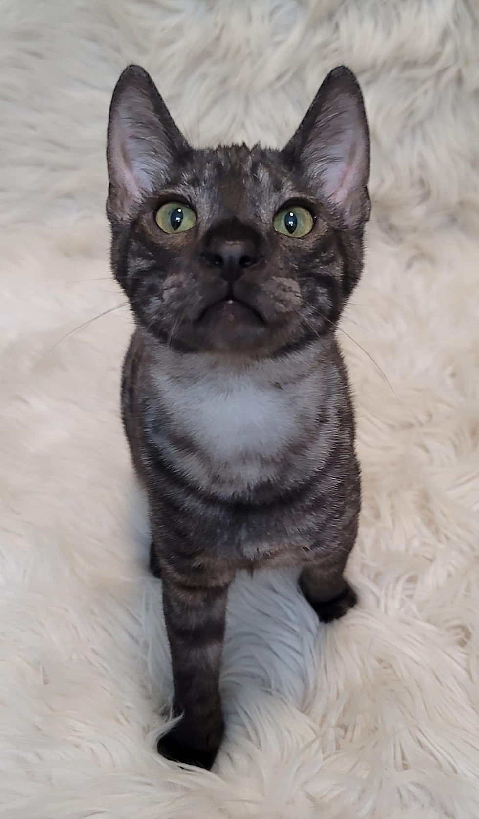 SBT Zeus $2,000 AVAILABLE