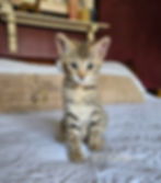 F2 Zephyr - Male - $8,500