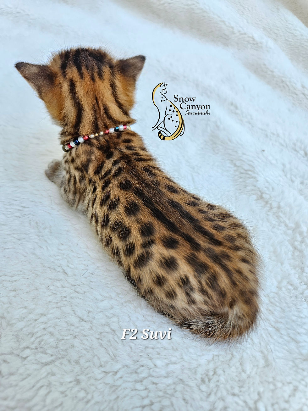 F2 Suvi - Female - $8,000