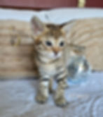 F2 Suvi - Female - $8,000