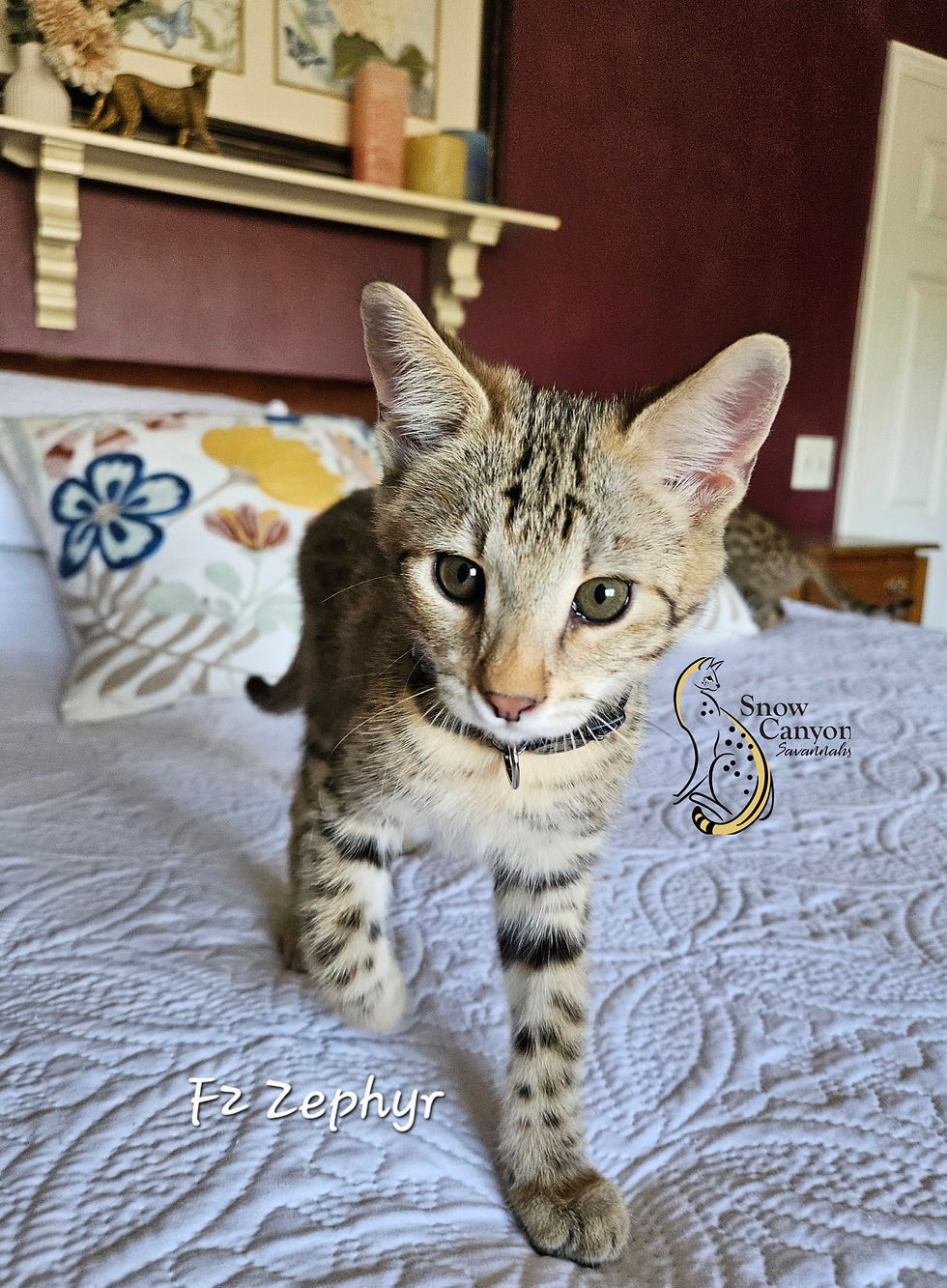 Zephyr - Male - SOLD