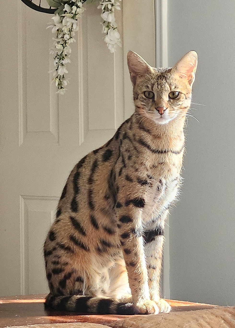 F1 Xuxa