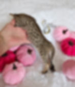 F2 Conrad - SOLD $8,000