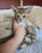 F2 Suvi - Female - $8,000