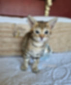F2 Suvi - Female - $8,000