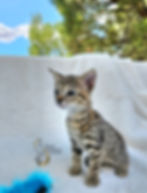 F3 Nai'a $6,000 Available