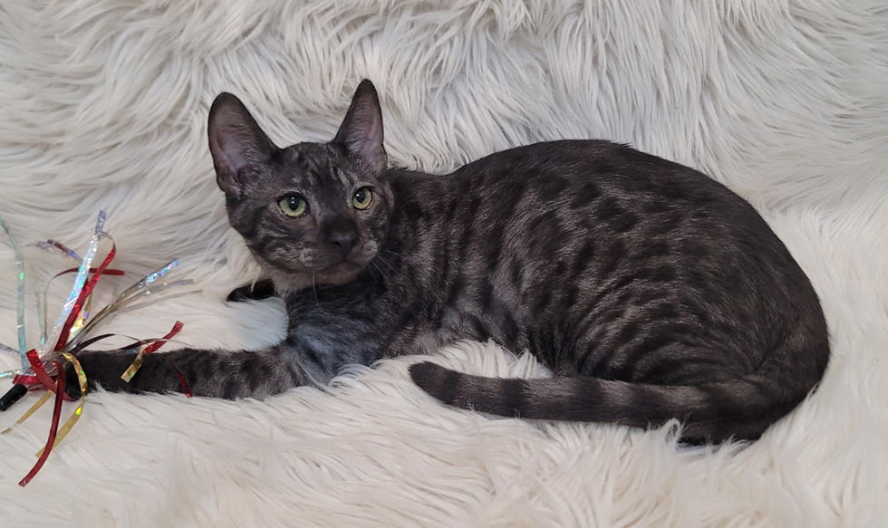 SBT Zeus $2,000 AVAILABLE
