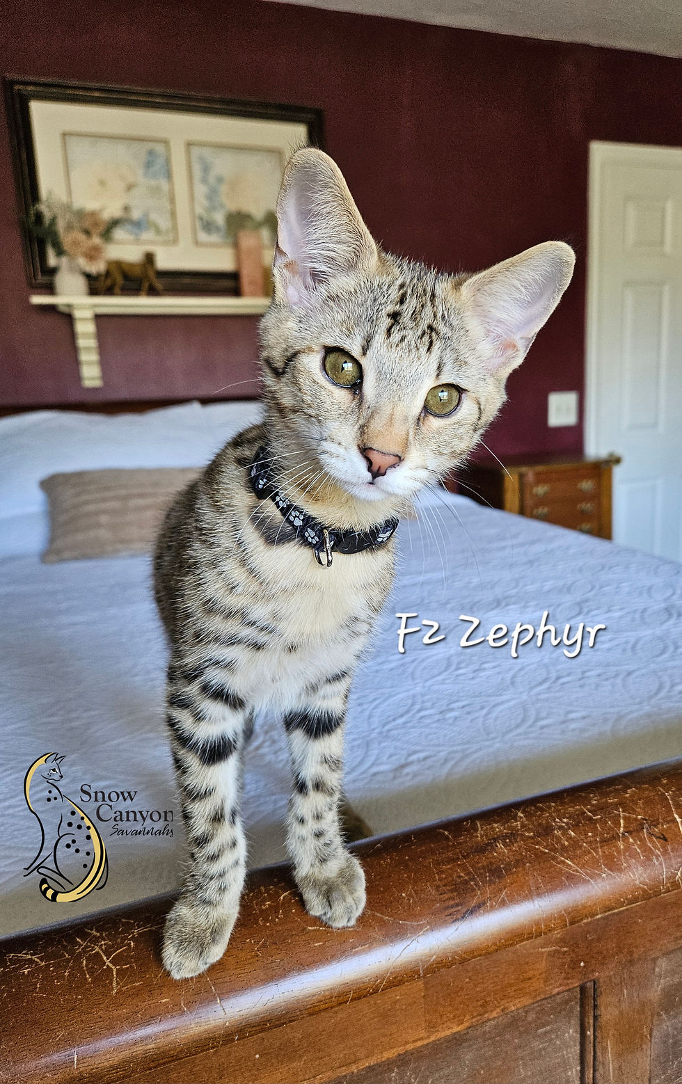 Zephyr - Male - SOLD