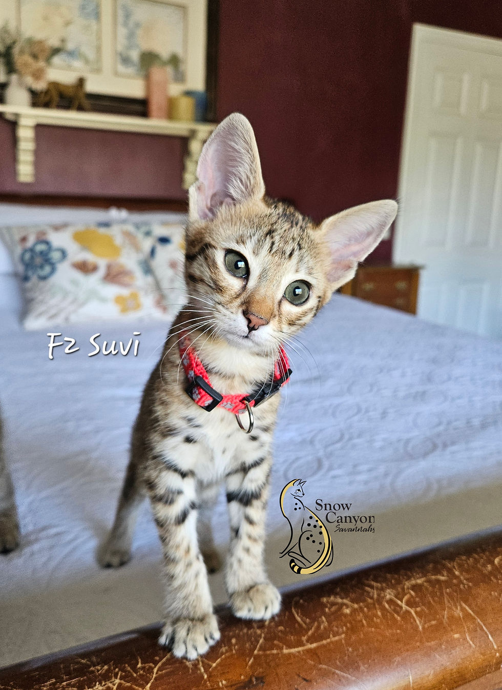 Suvi - Female - $7,500