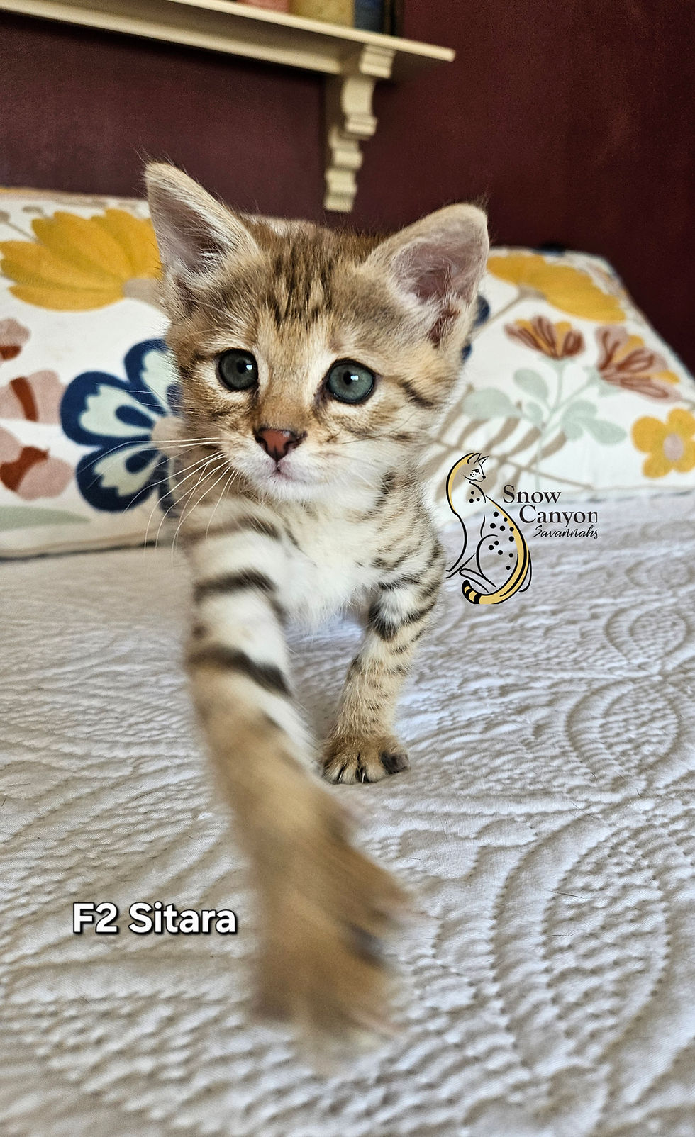 Sitara FEMALE $8,000 SOLD