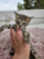 F3 Nai'a $6,000 Available