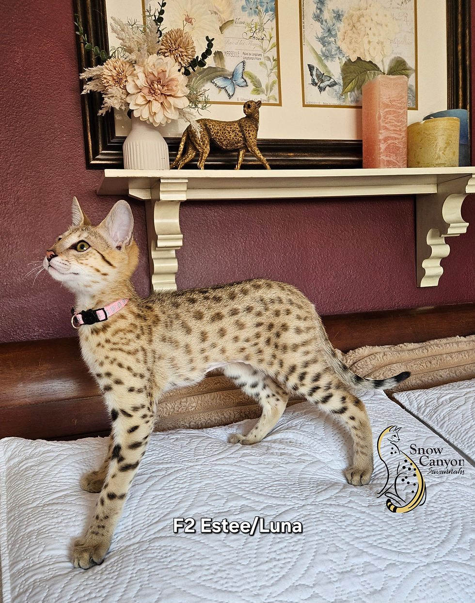 Estee - $8,000 - SOLD