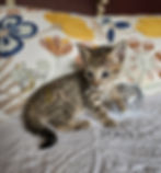 F3 Nai'a $6,000 Available