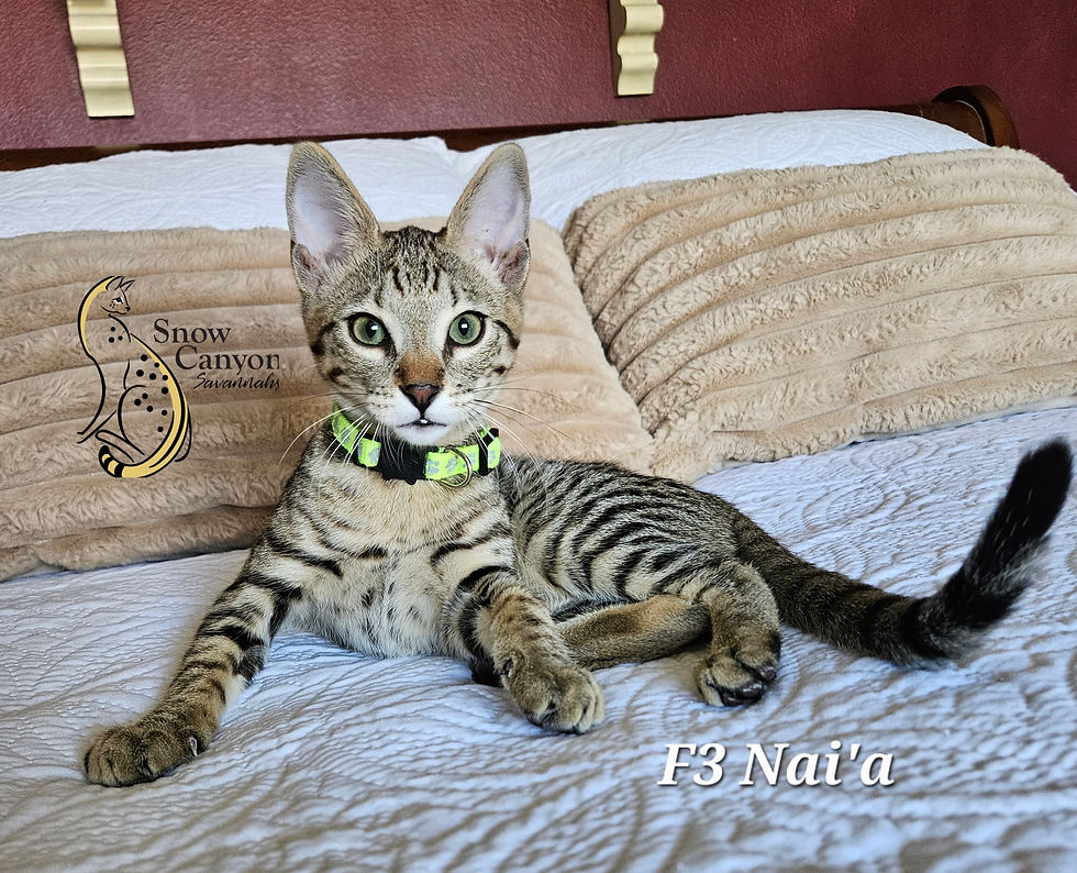 F3 Nai'a $6,000 SOLD
