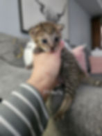 F3 Nai'a $6,000 Available