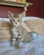 F2 Zephyr - Male - $8,500