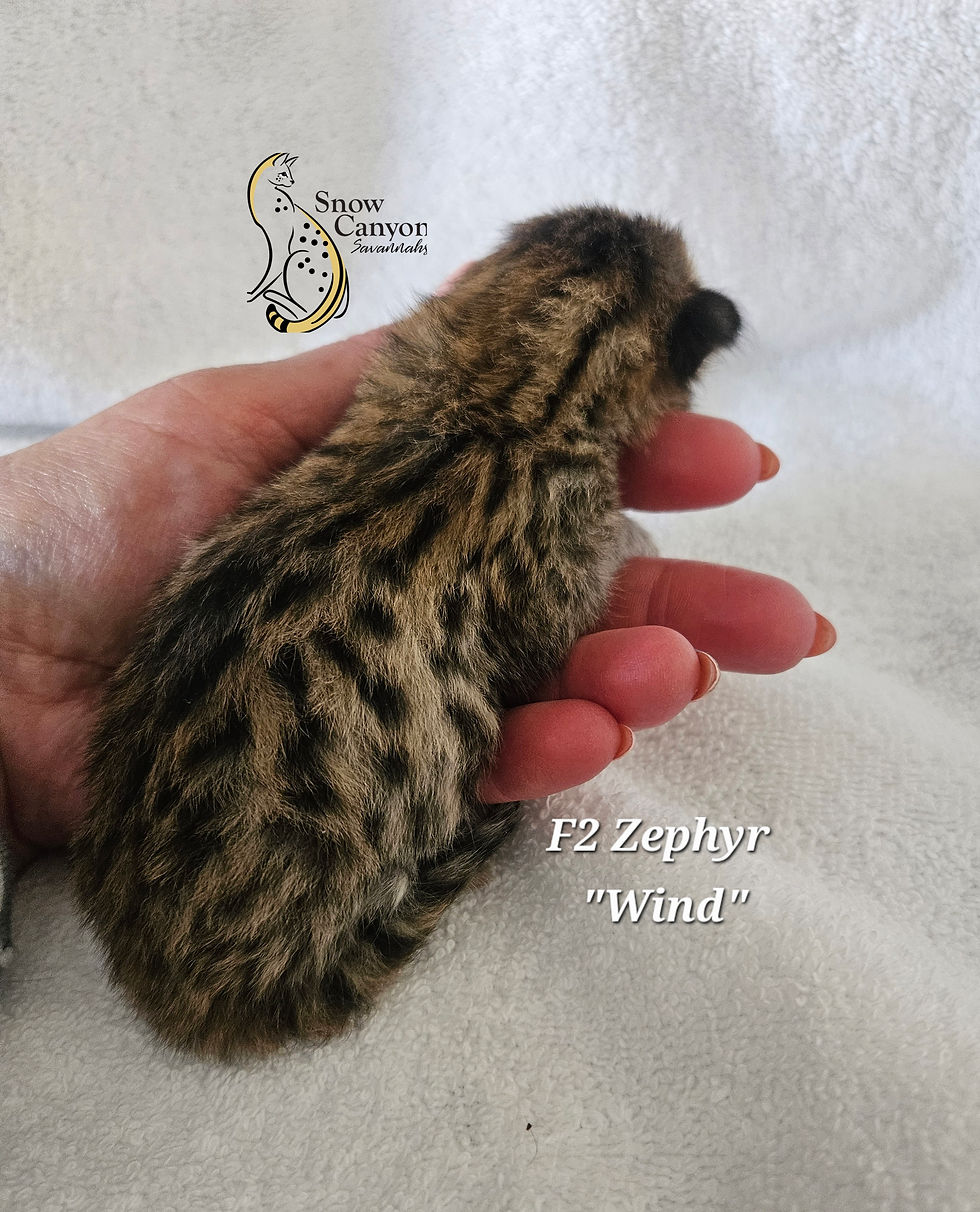 F2 Zephyr - Male - $8,000