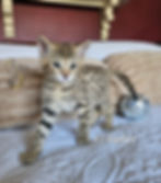 F2 Zephyr - Male - $8,500