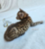 F2 Suvi - Female - $8,000
