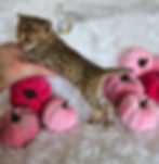 F2 Belly - SOLD $8,000