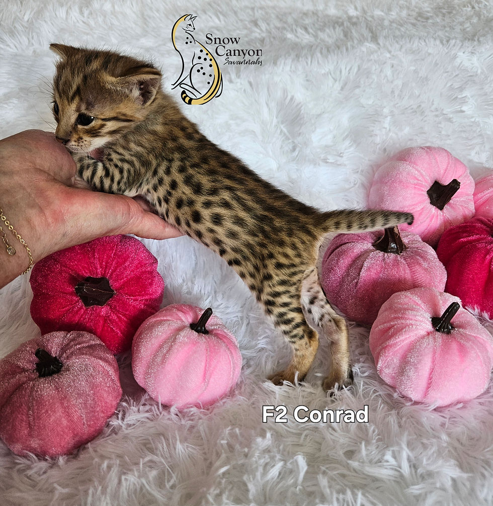 F2 Belly - SOLD $8,000