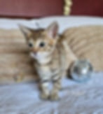 F2 Suvi - Female - $8,000