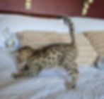 F2 Zephyr - Male - $8,500