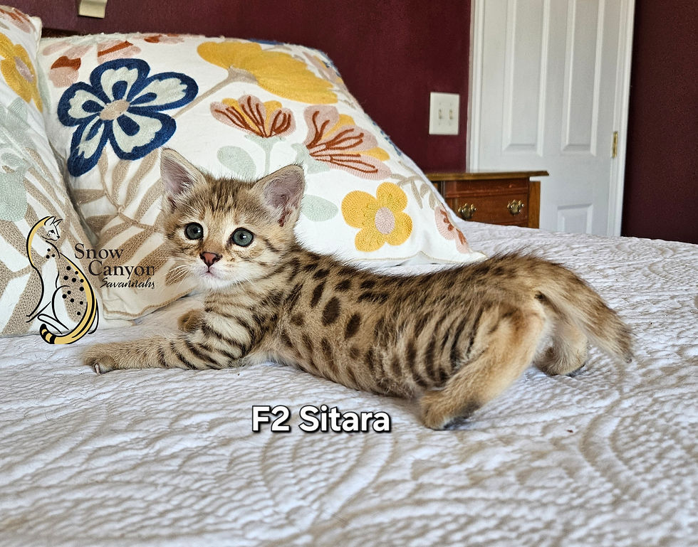 Sitara FEMALE $8,000 SOLD